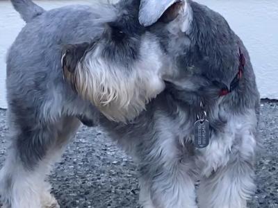 Miniature Schnauzer for stud in Galway