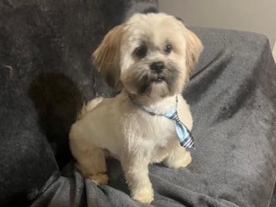 UK KC Registered Lhasa for stud