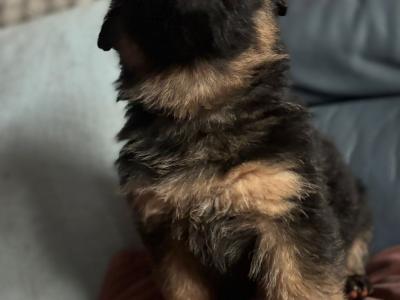 Proven German Shepherd stud in Limerick