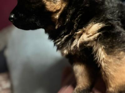 Proven German Shepherd stud in Limerick
