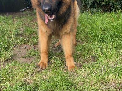 Proven German Shepherd stud in Limerick