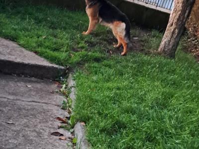 Proven German Shepherd stud in Limerick