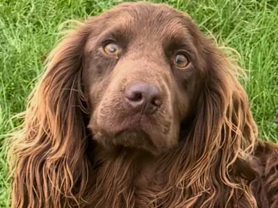 KC Registered Working Cocker for Stud