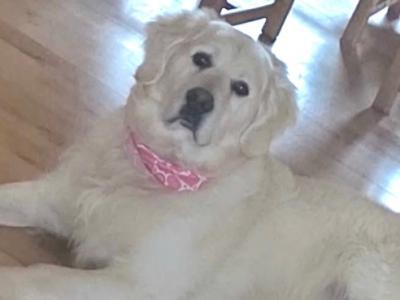 Purebred cream Golden Retriever IKC registered for stud