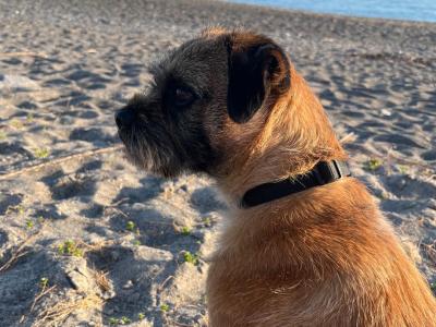IKC Registered Border Terrier available for stud €500