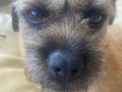 IKC Registered Border Terrier available for stud €500