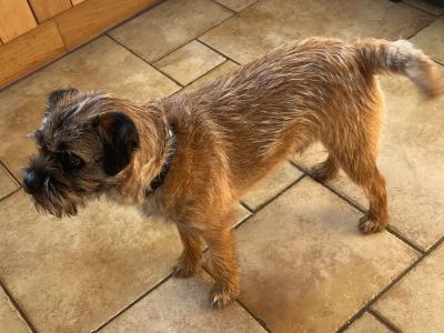 IKC Registered Border Terrier available for stud €500