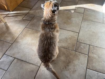 IKC Registered Border Terrier available for stud €500