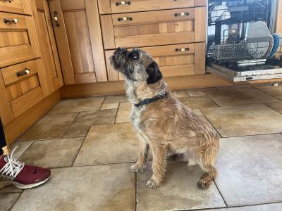 IKC Registered Border Terrier available for stud €500