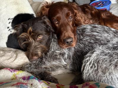 Pedigree Irish Red Setter for stud in Kilkenny