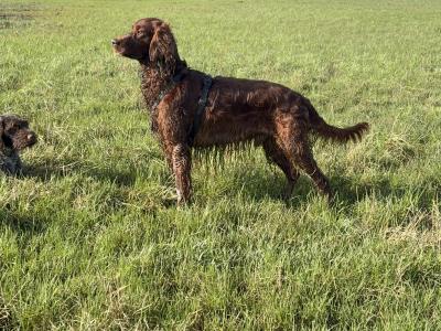 Pedigree Irish Red Setter for stud in Kilkenny