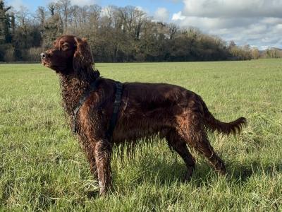 Pedigree Irish Red Setter for stud in Kilkenny