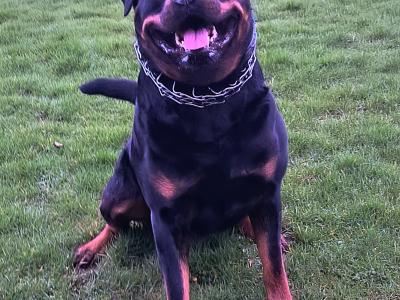 Riccardo the Rottweiler in Carlow