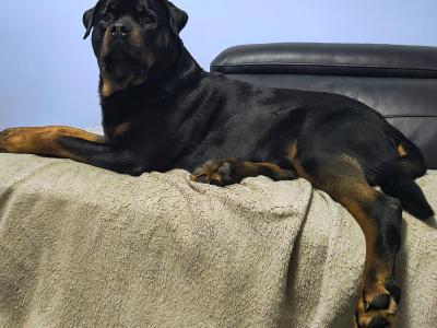 Riccardo the Rottweiler in Carlow