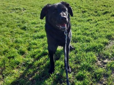 Golden Retriever dogs for sale in Ireland - dogs.ie