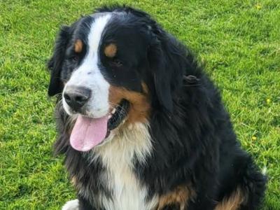 Ted, the Bernese Mountain Dog for stud in Leitrim