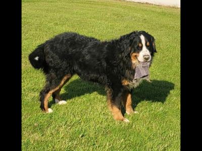 Ted, the Bernese Mountain Dog for stud in Leitrim