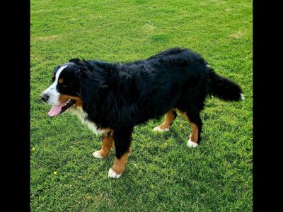Ted, the Bernese Mountain Dog for stud in Leitrim