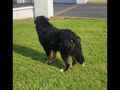 Ted, the Bernese Mountain Dog for stud in Leitrim