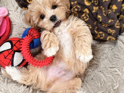 Mack the Maltese (STUD)