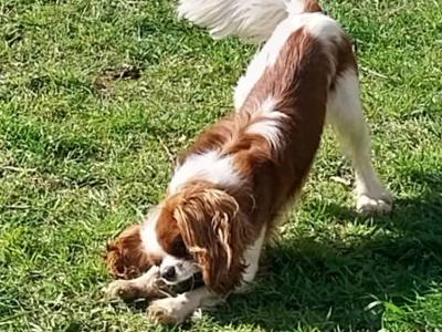 King Charles for stud in Donegal