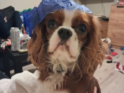 King Charles for stud in Donegal