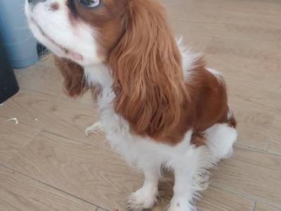 King Charles for stud in Donegal