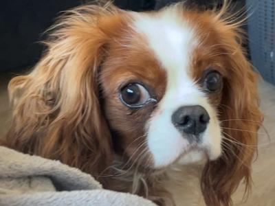 King Charles for stud in Donegal