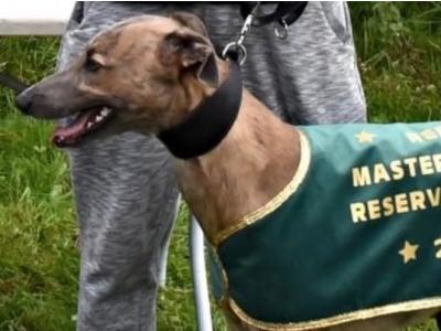 Whippet X Greyhound - 0€ Fee Stud - Looking to keep a male from the litter