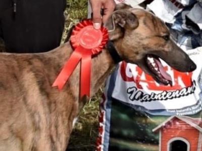 Whippet X Greyhound - 0€ Fee Stud - Looking to keep a male from the litter
