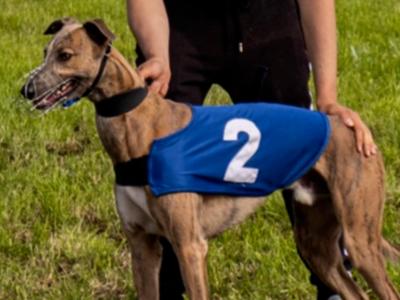 Whippet X Greyhound - 0€ Fee Stud - Looking to keep a male from the litter