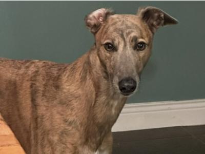 Whippet X Greyhound - 0€ Fee Stud - Looking to keep a male from the litter