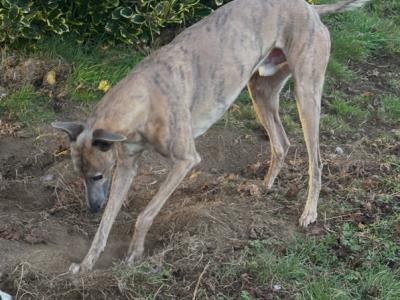 Whippet X Greyhound - 0€ Fee Stud - Looking to keep a male from the litter