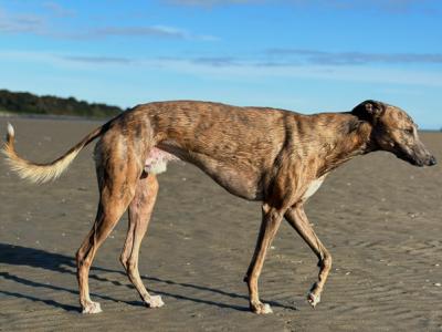 Whippet X Greyhound - 0€ Fee Stud - Looking to keep a male from the litter
