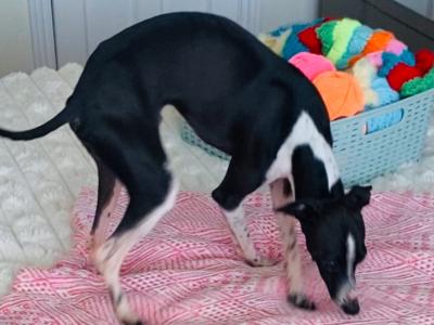 Italian Greyhound Stud