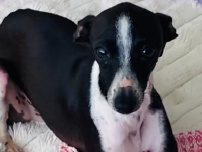 Italian Greyhound Stud