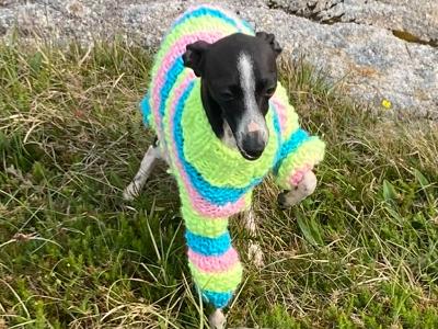 Italian Greyhound Stud