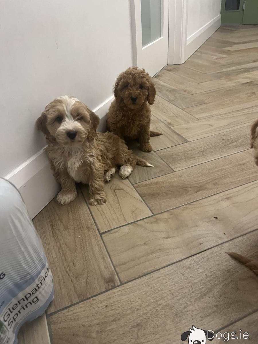 Champion mini Cockapoo puppies for sale 🐶🐶 - dogs.ie