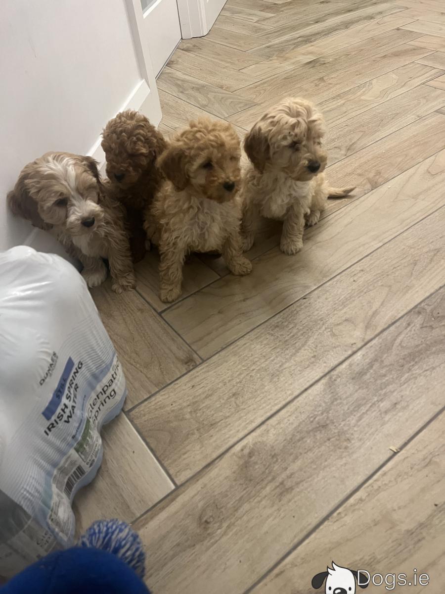 Champion mini Cockapoo puppies for sale 🐶🐶 - dogs.ie