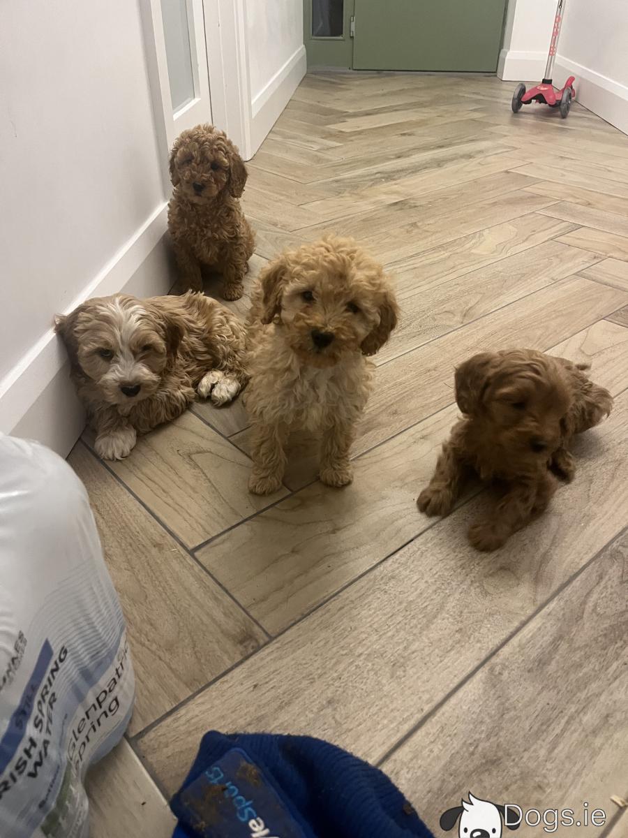 Champion mini Cockapoo puppies for sale 🐶🐶 - dogs.ie