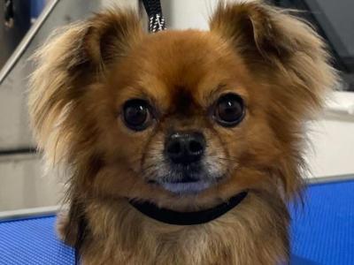 Male KC registered Long Hair Chihuahua For Stud