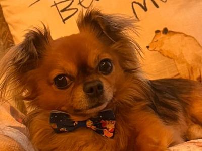 Male KC registered Long Hair Chihuahua For Stud