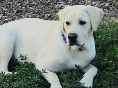 IKC Registered Golden Labrador studs - Father and Son 🐾