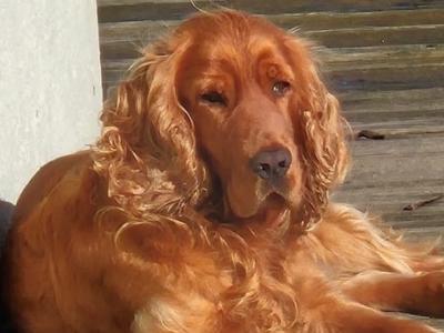 Cocker Spaniel for stud