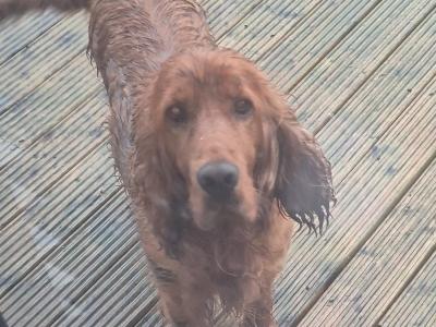 Cocker Spaniel for stud