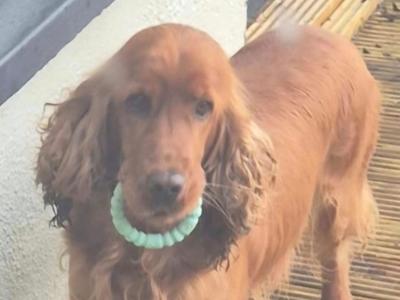 Cocker Spaniel for stud