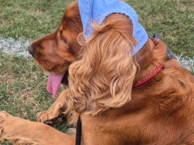 Cocker Spaniel for stud