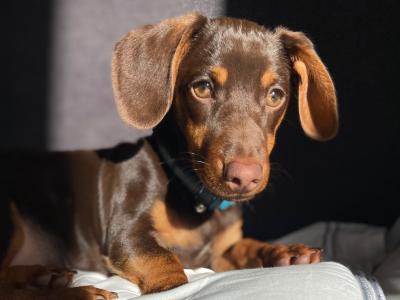Bruce wants to be a dad