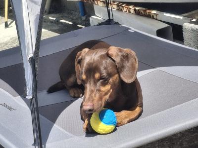 Bruce wants to be a dad