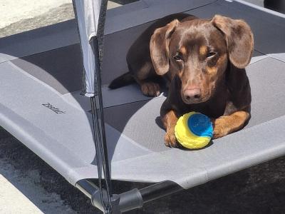Bruce wants to be a dad